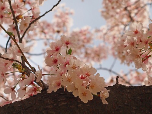 桜2014