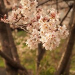 由美さん-桜 (720x960)
