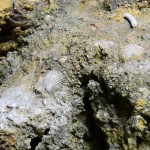 宙SORA風水-沖縄-㊱浜比嘉島-シルミチューの化石